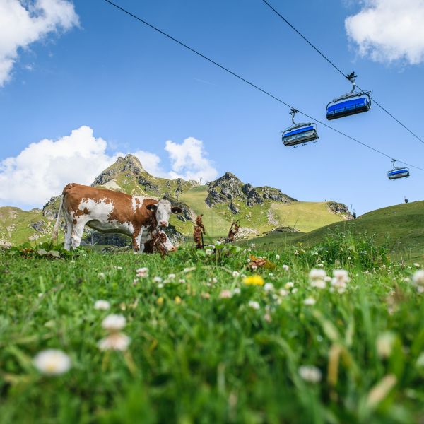 Kühe grasen im Sommer auf den Pisten